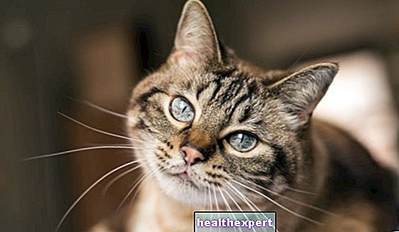 Fraser om katter: de vackraste och roligaste citaten