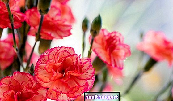 Carnation: makna bunga para dewa - Cara Hidup