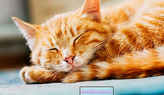 Mačka u vrućini: kako prepoznati simptome i što učiniti