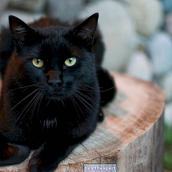 Черная кошка и суеверия: почему говорят, что она приносит неудачу