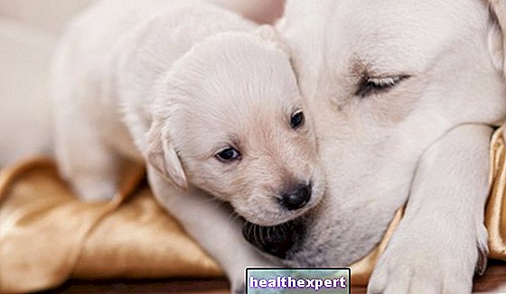 Kehamilan anjing: semua yang anda perlu ketahui mengenai kehamilan anjing!