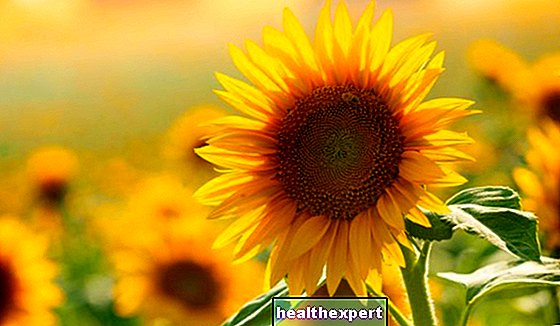 Suncokret: značenje cvijeta simbol sreće i vječne ljubavi