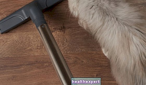 Cele mai bune aspiratoare și accesorii pentru părul animalelor de companie - Mod De Viata