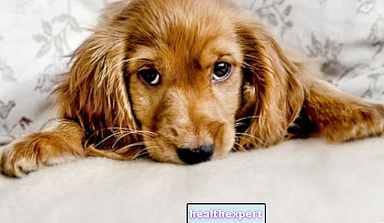 Hundemykose: Det kan være sopp bak de hårløse flekkene på hundens hud