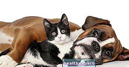 Cat and dog hair in the house everywhere? Advice on how to remove them