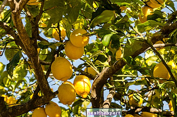 Planta de limón: características y consejos para cultivarla en casa.