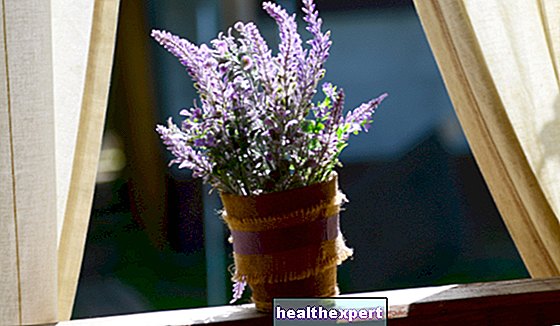 Κουνουπιώδη φυτά για μπαλκόνια ή εσωτερικούς χώρους: εδώ είναι τα 5 καλύτερα