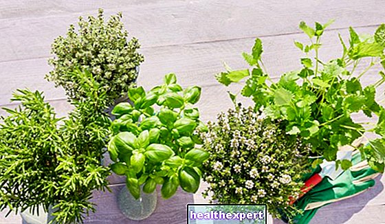 Aromatické rastliny v kvetináčoch: od bazalky po petržlenovú vňať, od šalvie po rozmarín a levanduľu ozdobia váš balkón a vaše recepty