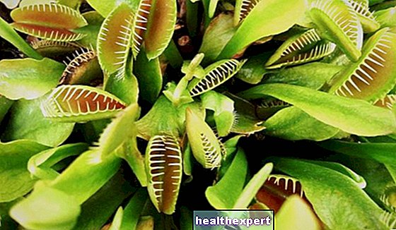 Biljke mesožderke: Biljke opremljene zarobljenim lišćem za jelo insekata