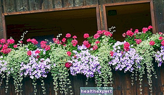 Plante perene suspendate de balcon: cele mai bune pentru decorarea exteriorului!
