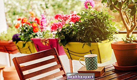 Plné sluneční balkonové rostliny: zde jsou charakteristiky, které je třeba dobře vybrat