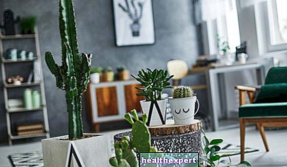 Vidiniai sukulentai: 8 gražiausi jūsų namų dekoravimui - Gyvenimo Būdas