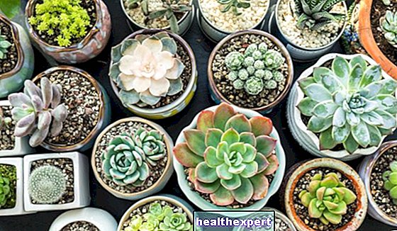 Thornless succulents - the best varieties to choose from
