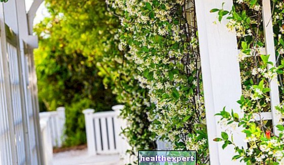 Klätterväxter utomhus: de bästa vintergröna och blommande växterna - Livsstil