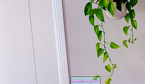 Катерещи растения в саксии: как да украсите балкони и тераси с саксии с пасифлора, клематис, дипладения, жасмин или бръшлян