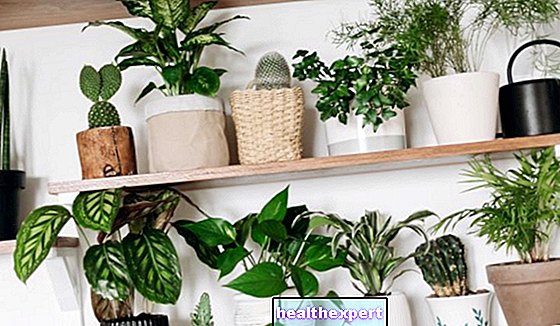 Plantas perenes: as melhores espécies para decorar o interior e o exterior da casa
