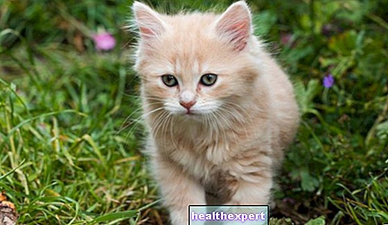 Plantas venenosas para gatos: que plantas de interior no le gustan a nuestro gato y en que cantidad