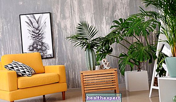 Plante verzi de interior: pe care să le alegeți pentru a vă decora casa - Mod De Viata