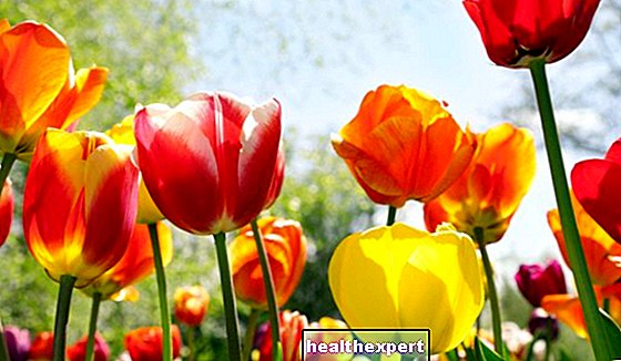 Thời điểm trồng hoa tulip để ra hoa hoàn hảo