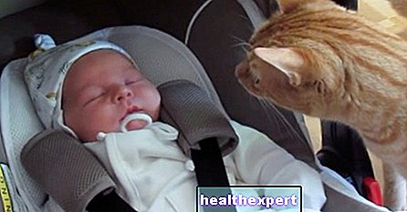 11 smešnih odzivov živali, ki prvič vidijo novorojenčka