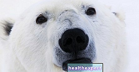 Arturo, najsmutniejszy niedźwiedź polarny na świecie, zmarł w zoo w Mendozie w Argentynie