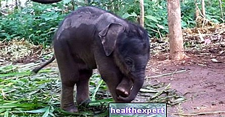 "Ce este asta?". Iată copilul elefant care se descoperă pe sine!