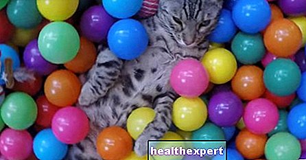 O gato acrobata entre as bolas coloridas