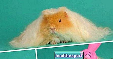 The embarrassing moment when an adorable rodent has more beautiful hair than yours (video)