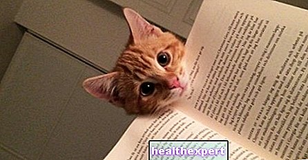 De læser, men katte er ligeglade: de vil have kram! - Nyheder - Gossars.