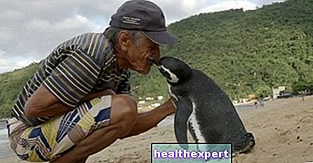 This penguin swims 8000km every year to find the man who saved his life (photo)
