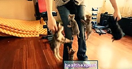 Cute kittens or climbers? - News - Gossip
